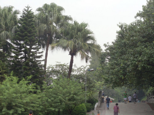 Palm trees.